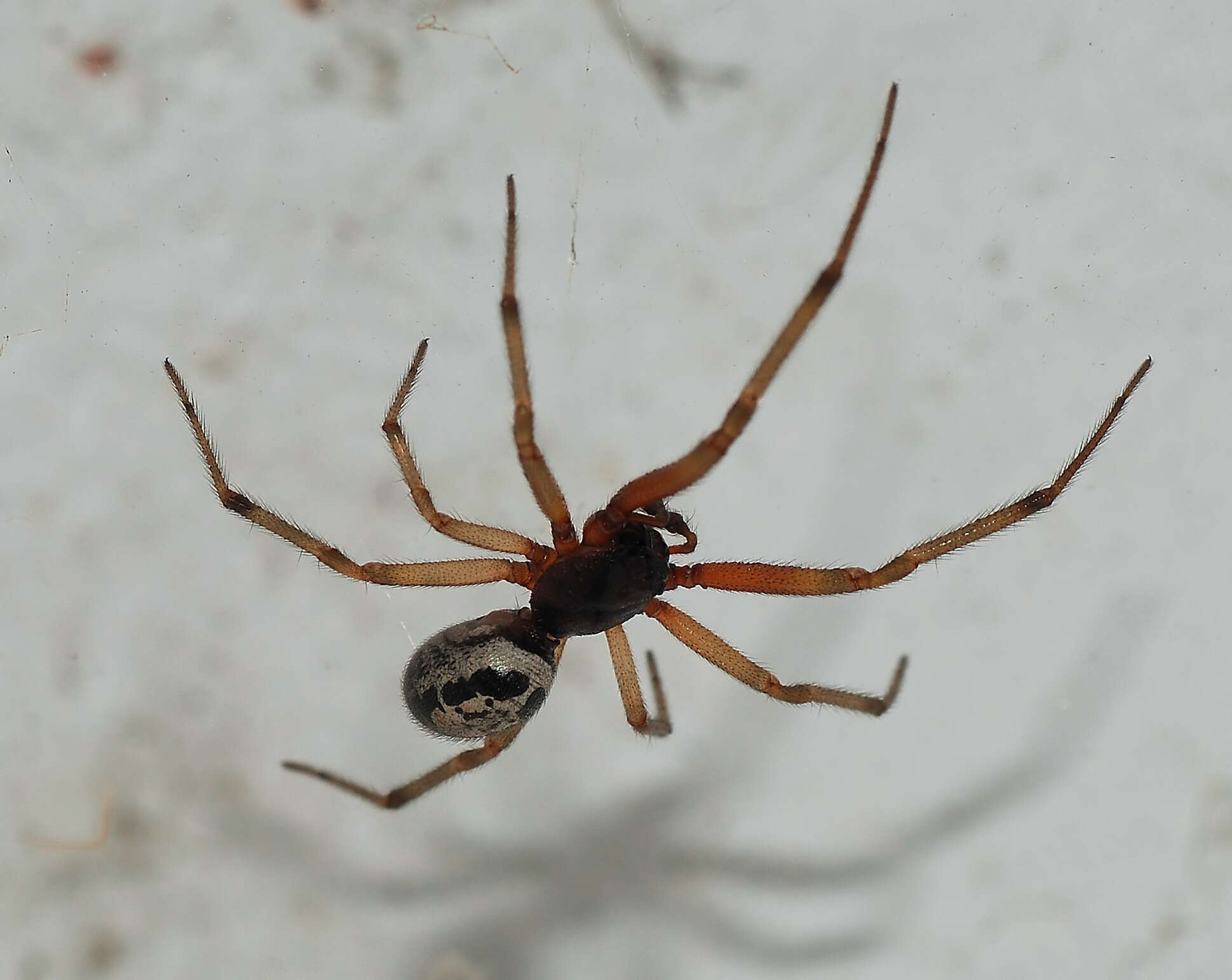 صورة Steatoda nobilis (Thorell 1875)