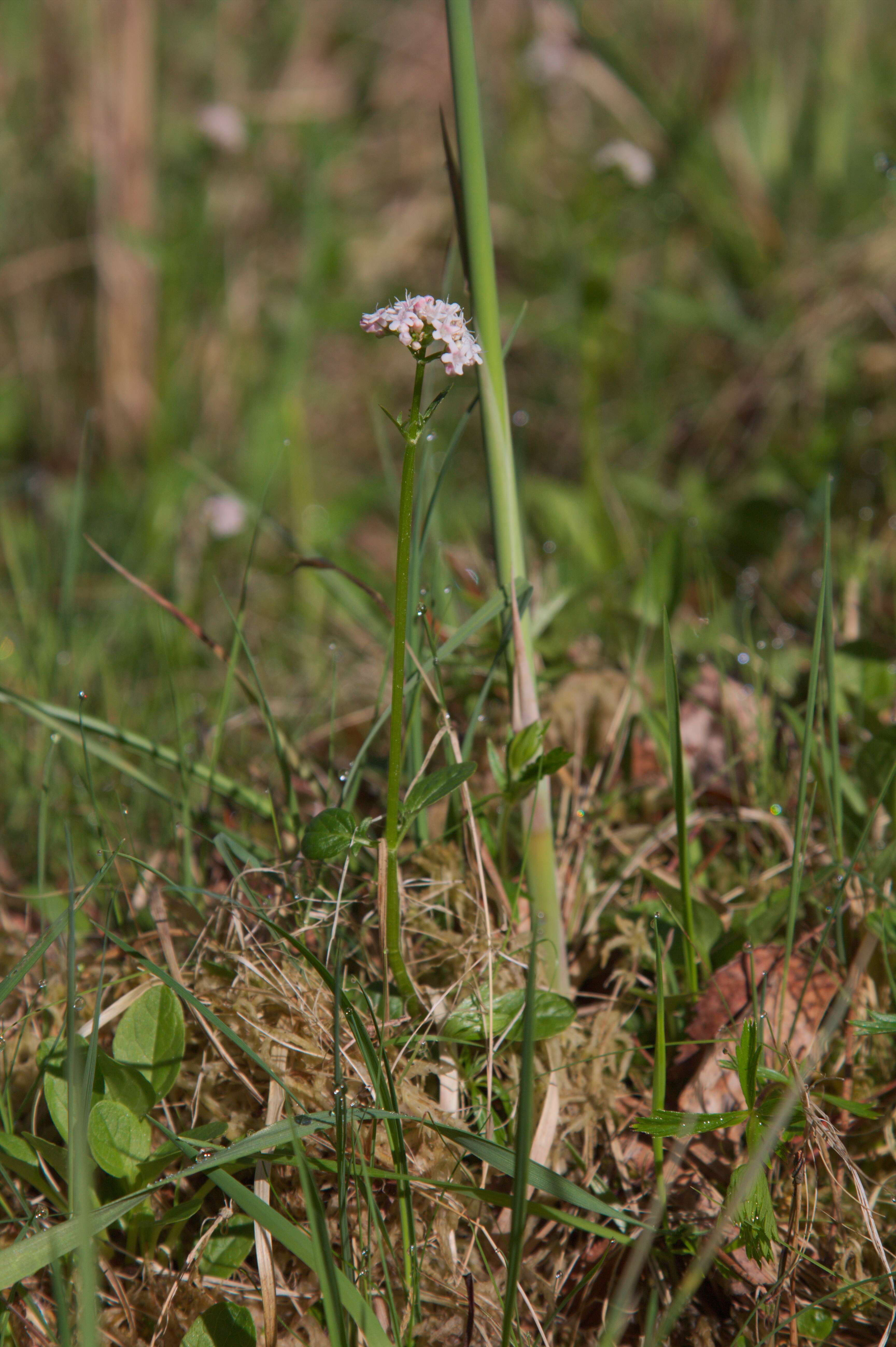 Image of marsh valerian