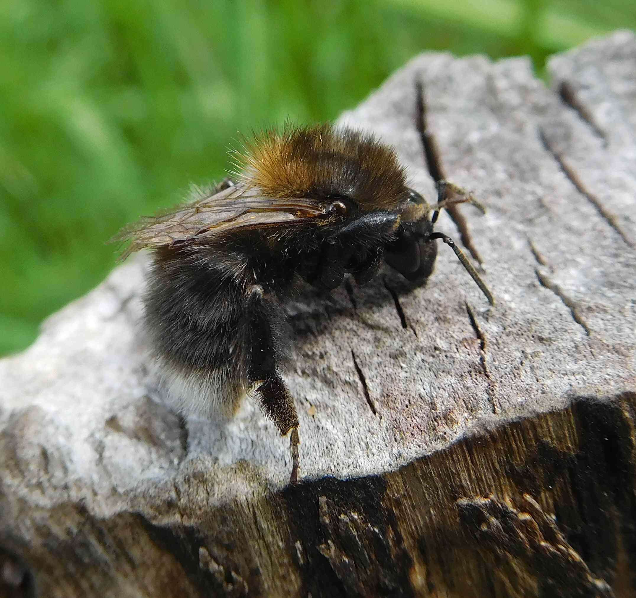 Image of Common carder bumblebee