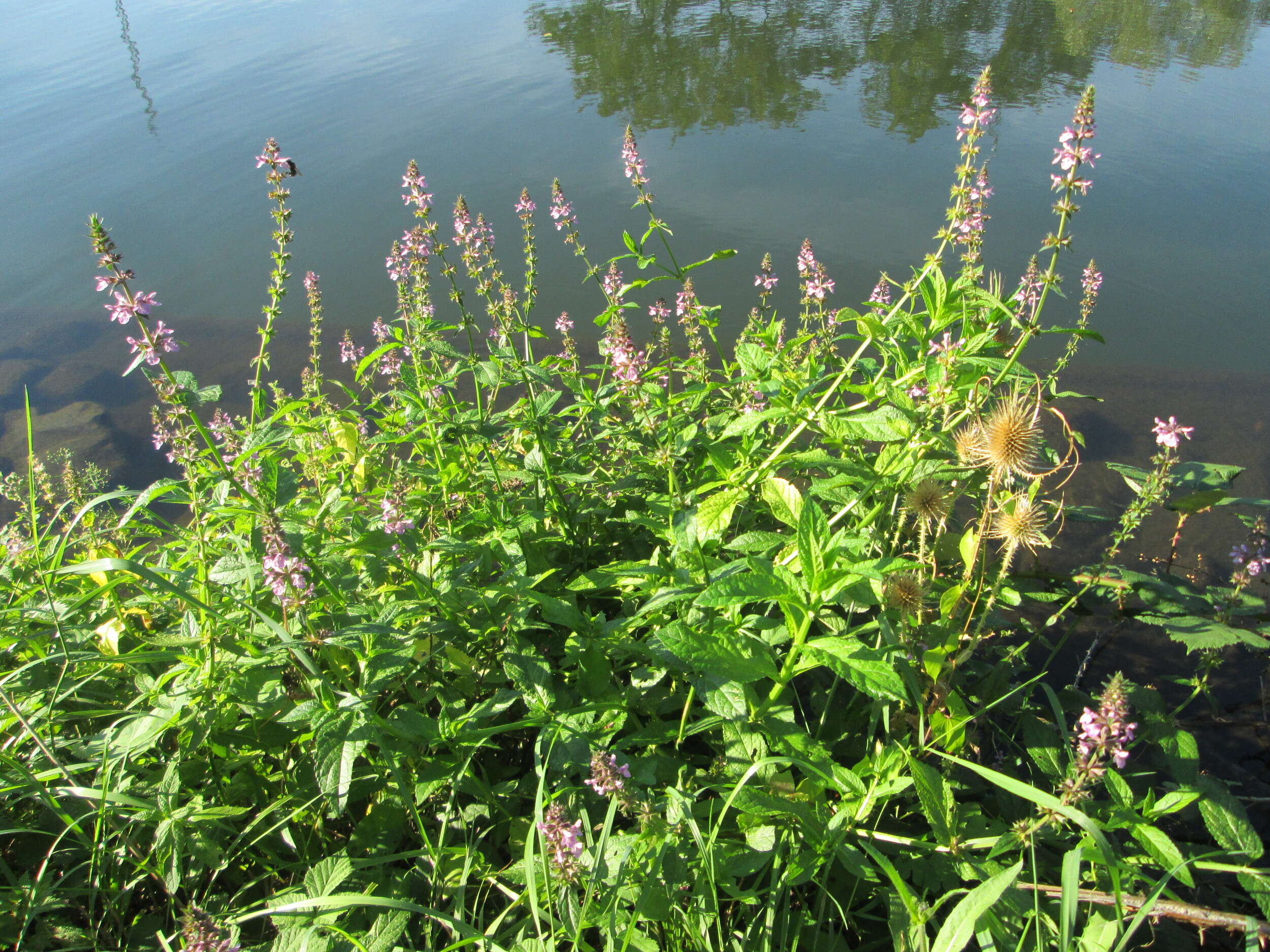 Image of Hedge-nettle