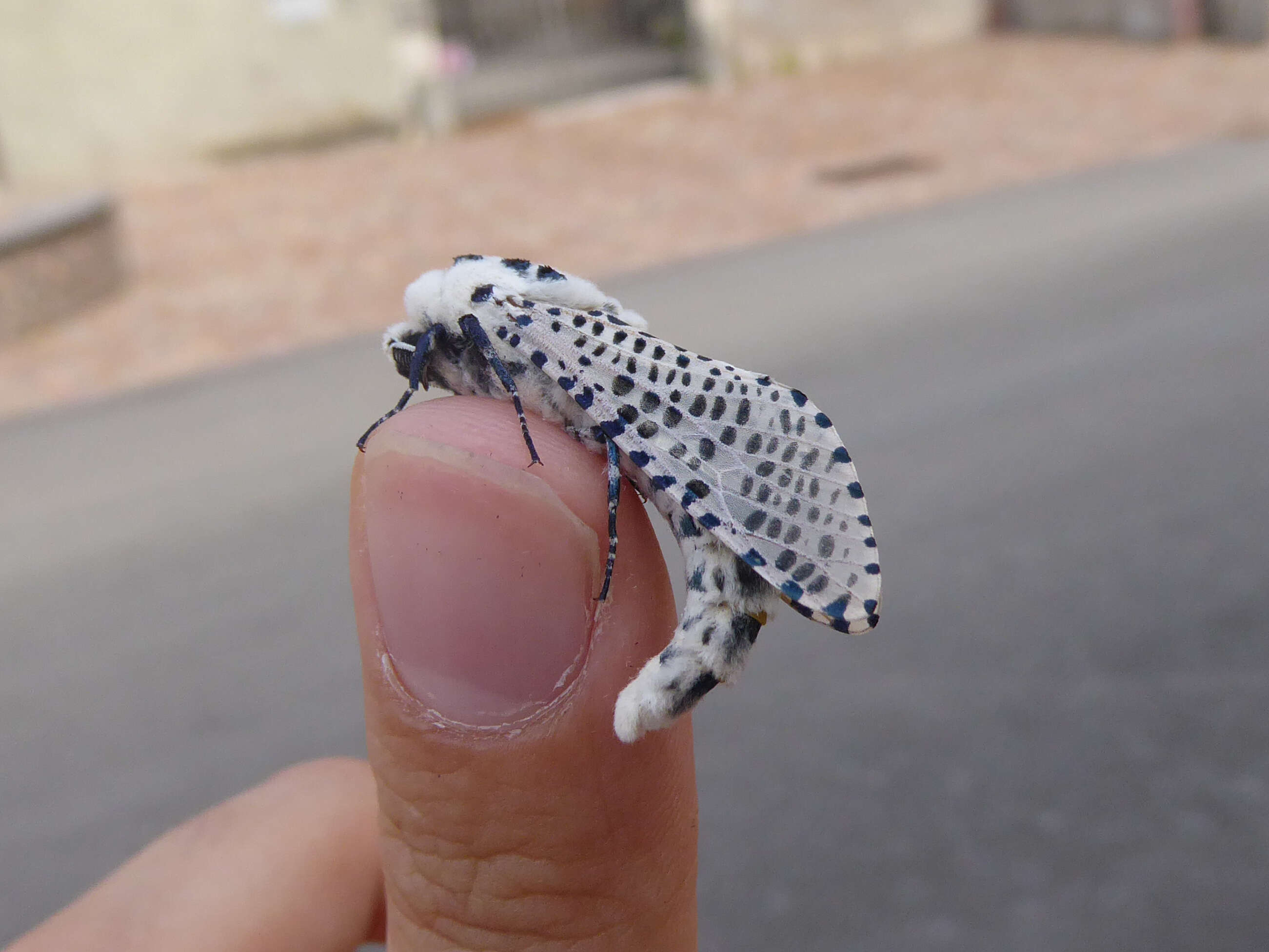 Image of leopard moth