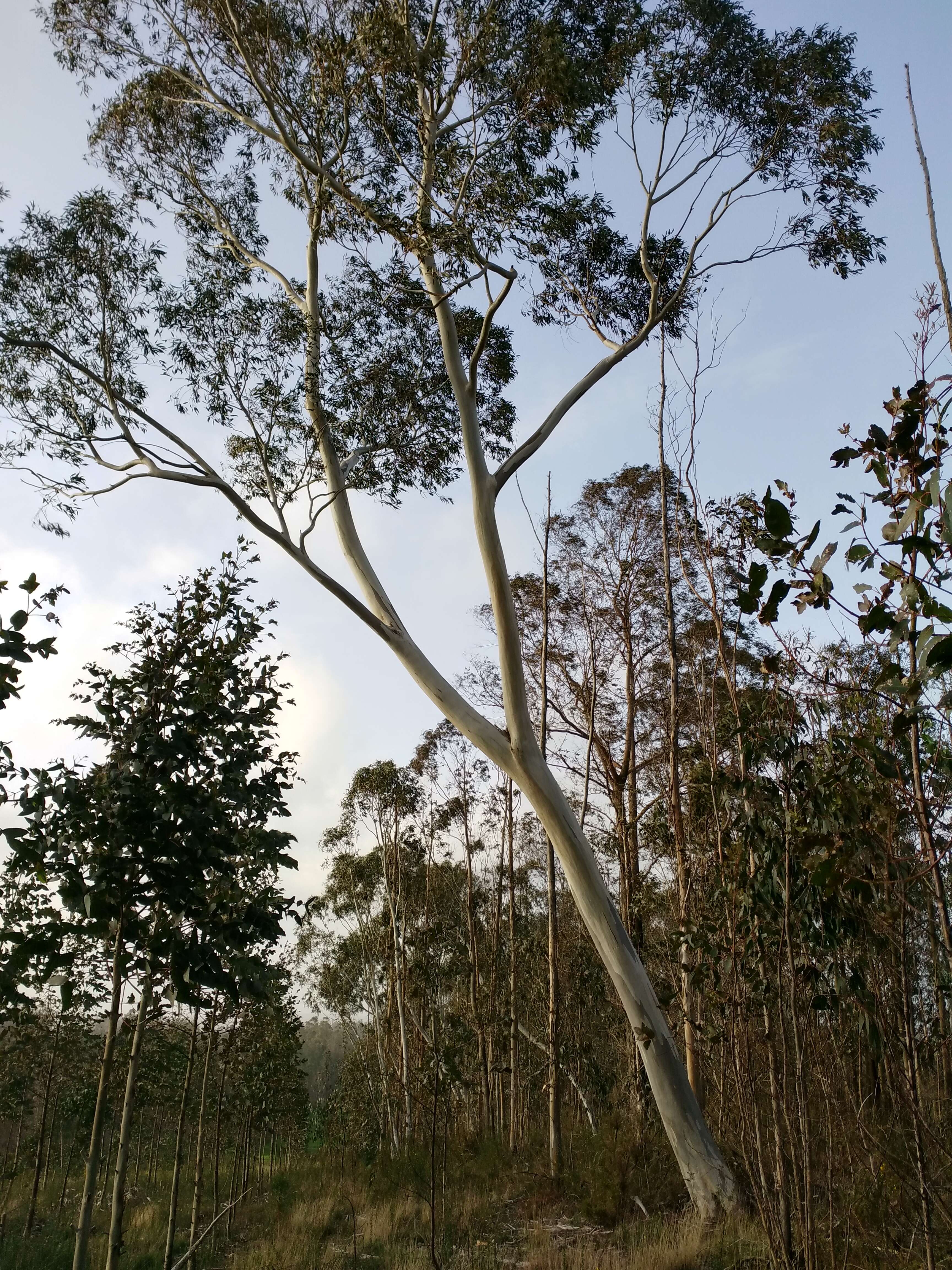 Image of snow gum