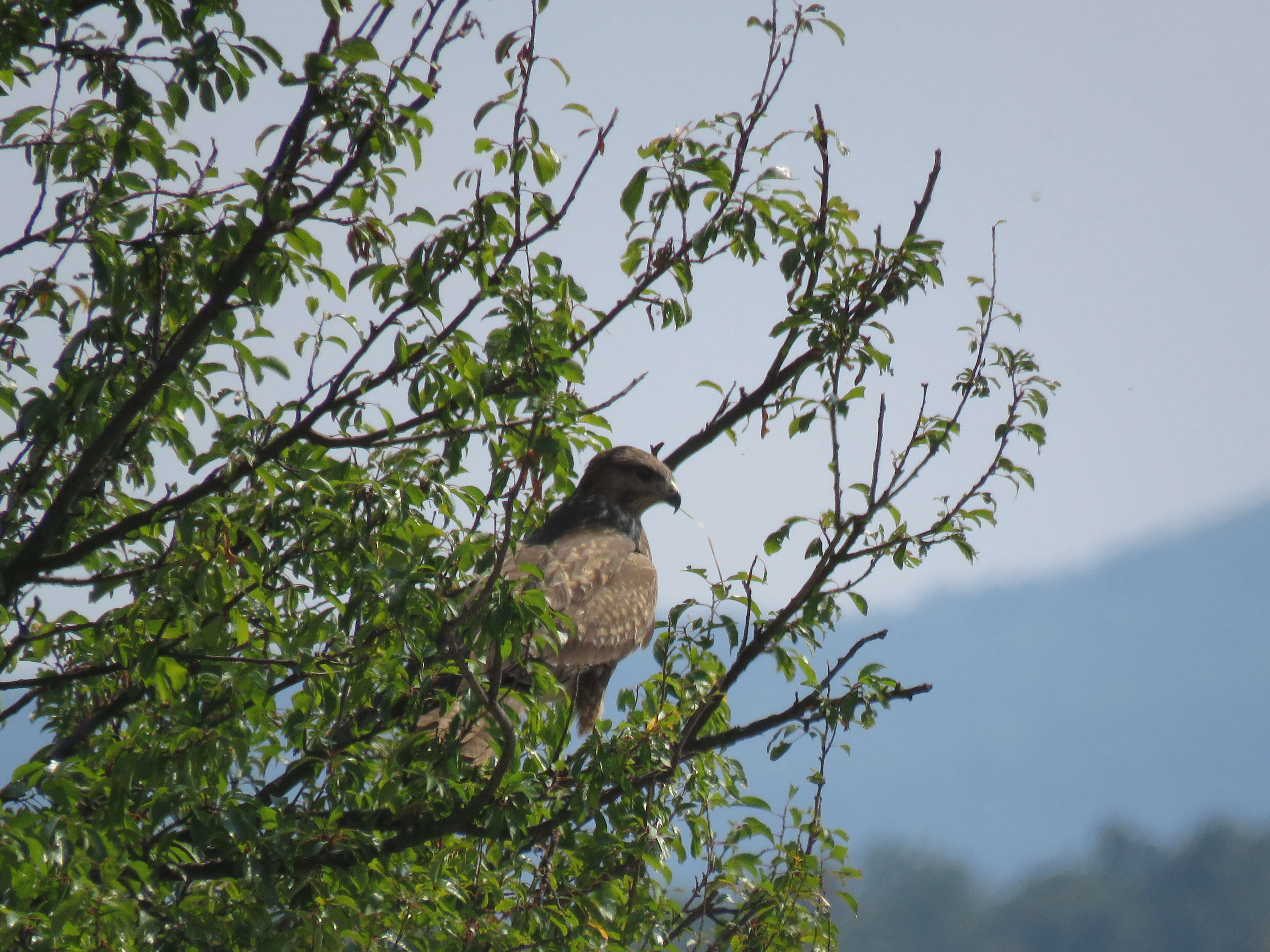 Image of Common Buzzard