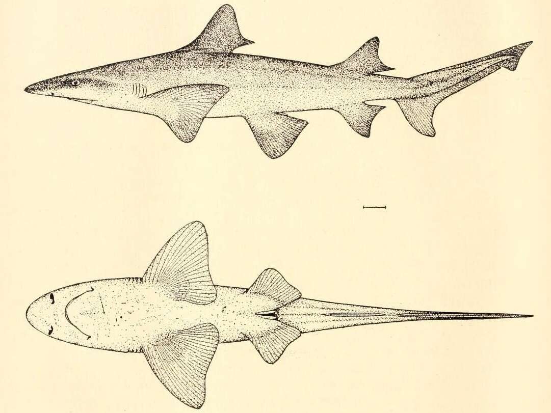 Image of Lamiopsis tephrodes (Fowler 1905)