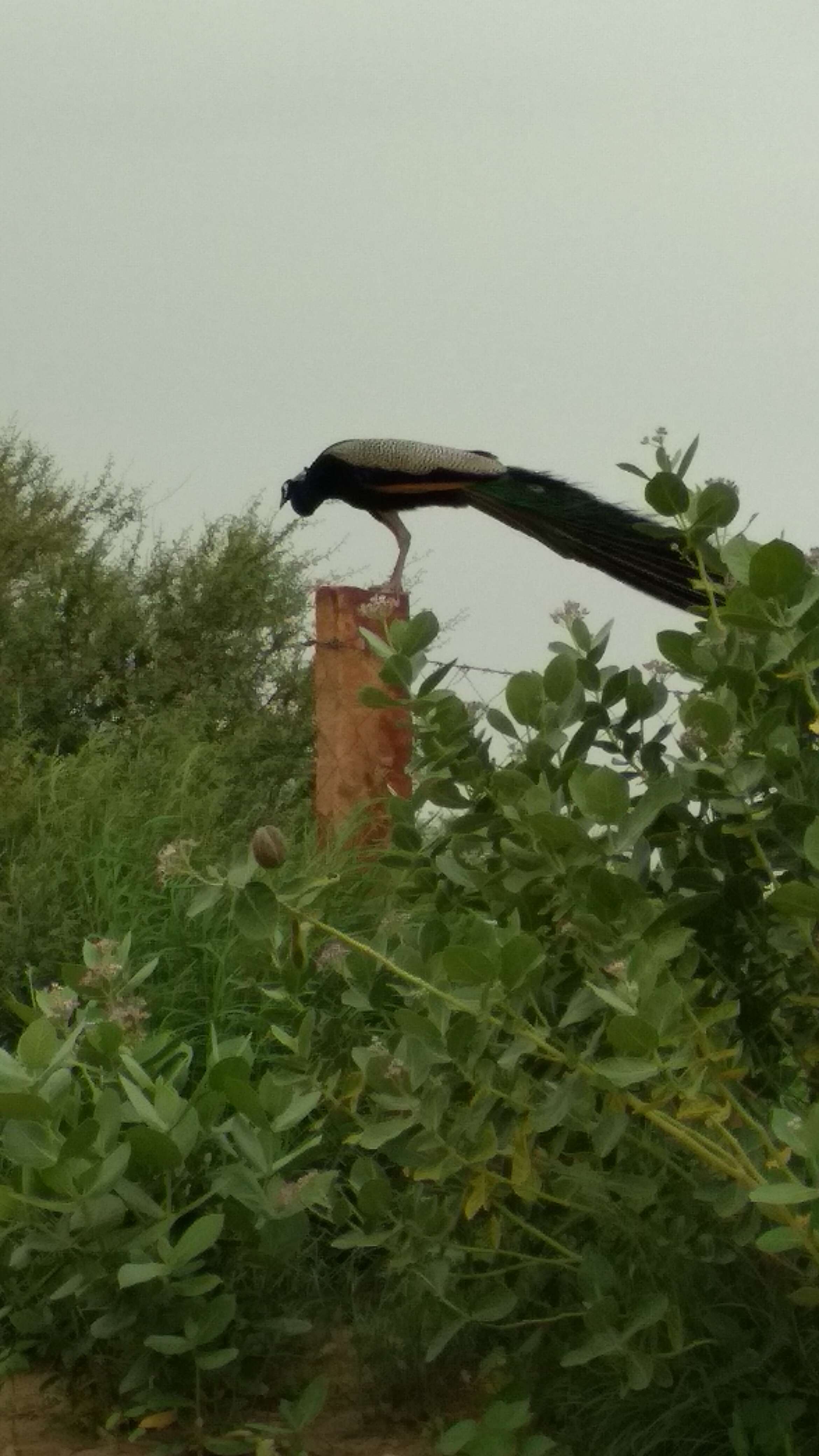 Image of Asiatic peafowl