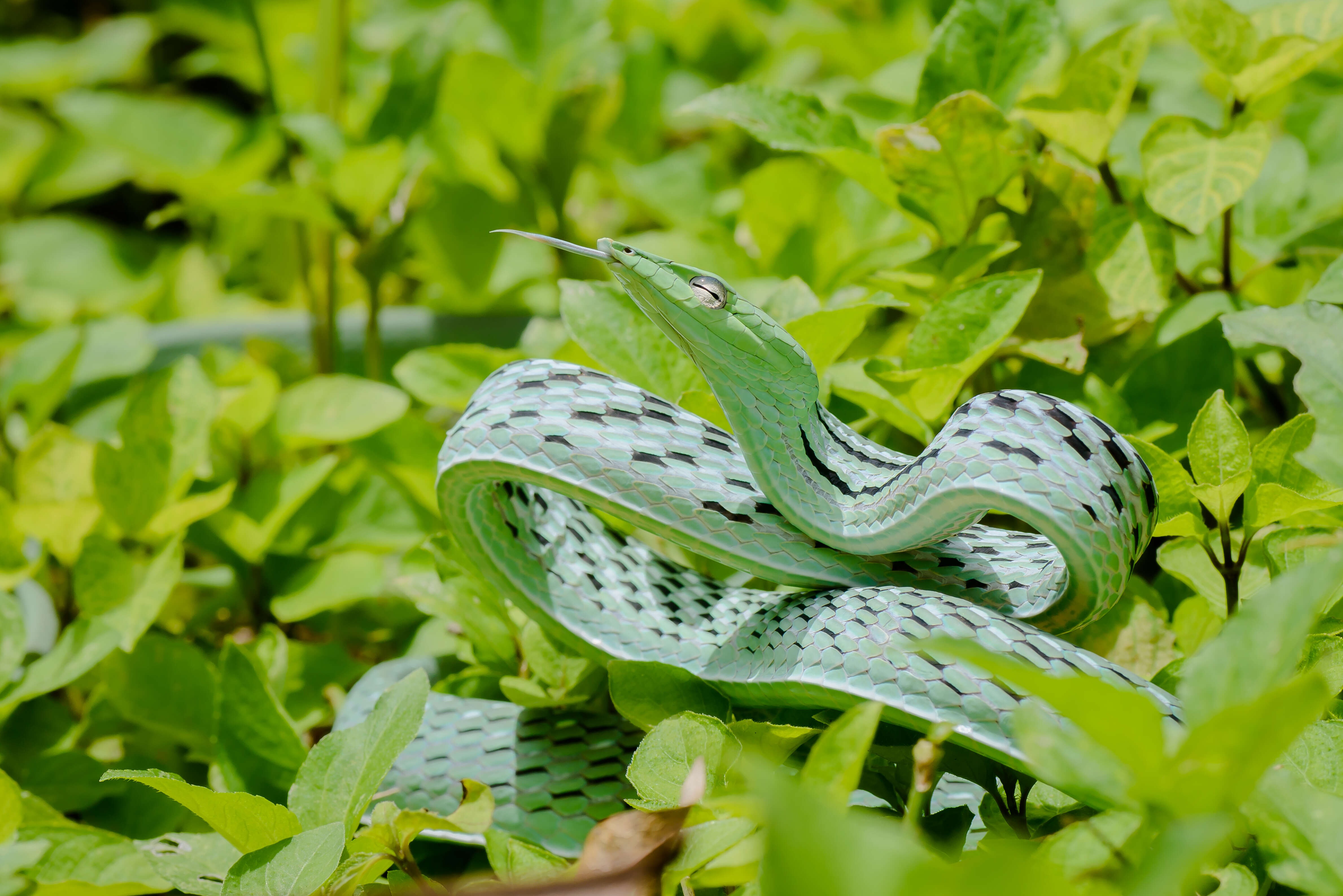 Image of Asian Vine Snake