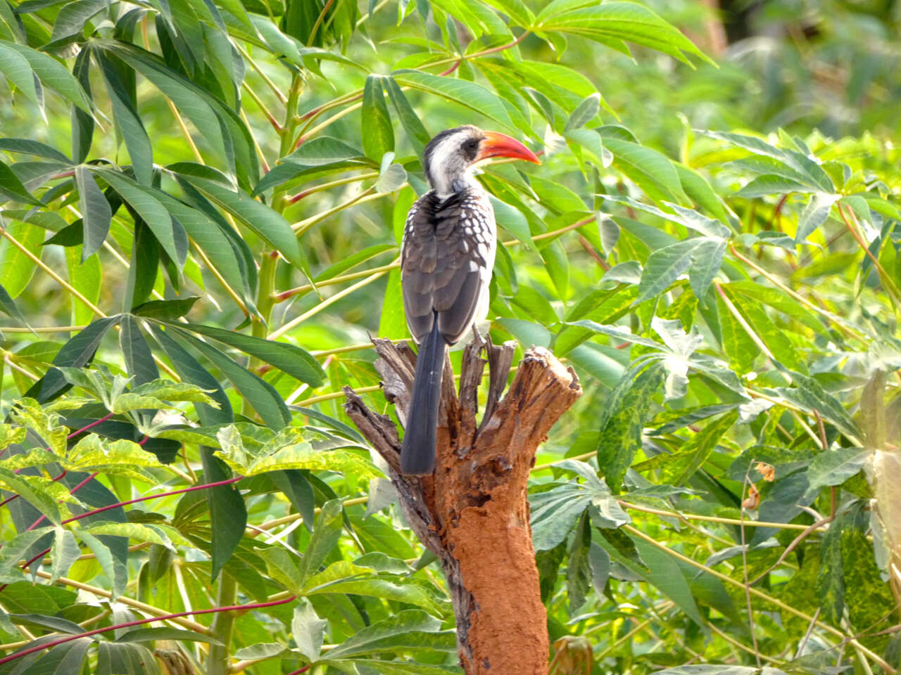 Image of Western Red-billed Hornbill