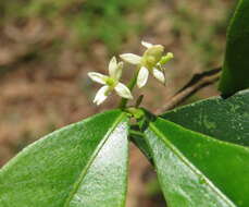 Image of Zanthoxylum ovalifolium Wight