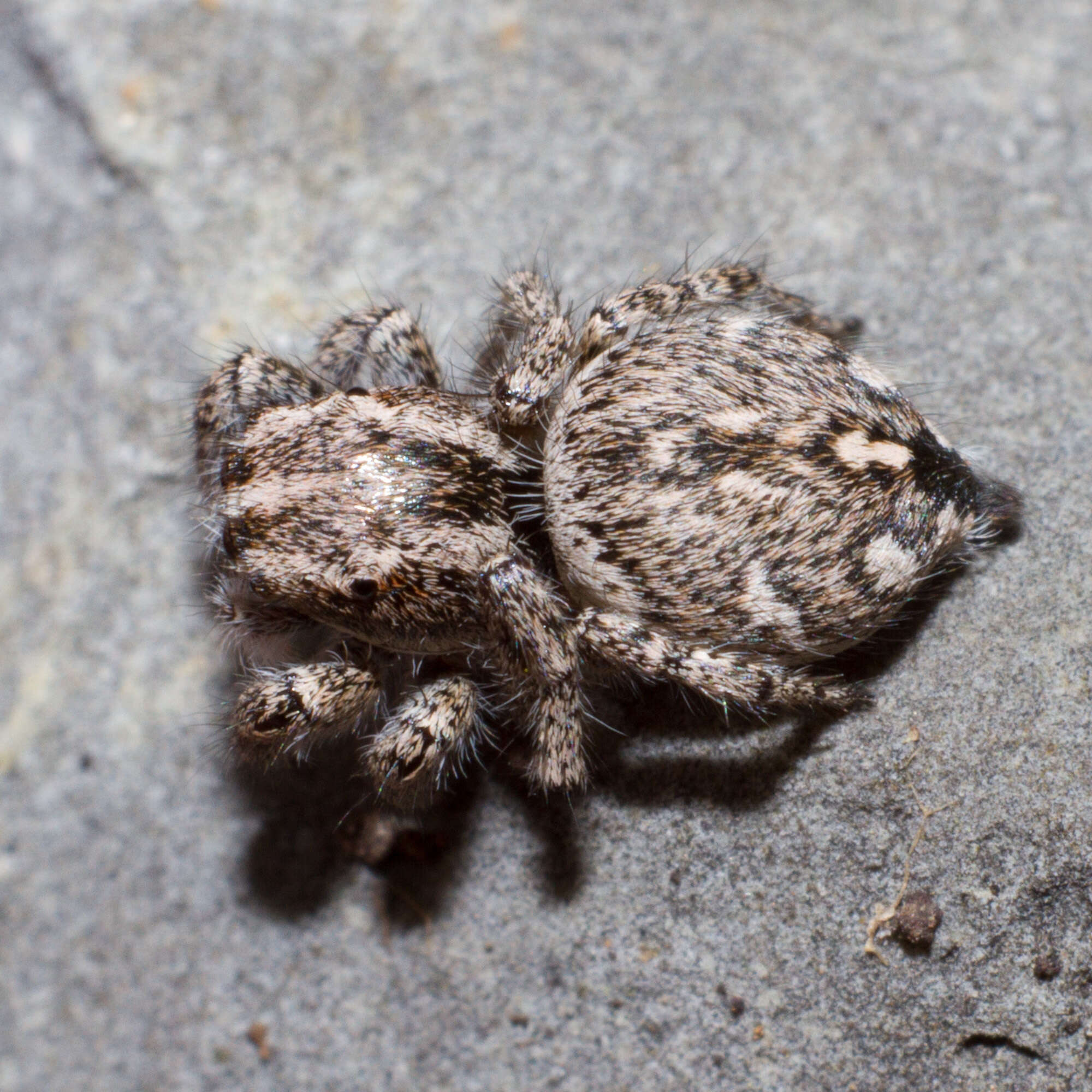 Image of Habronattus cognatus (Peckham & Peckham 1901)