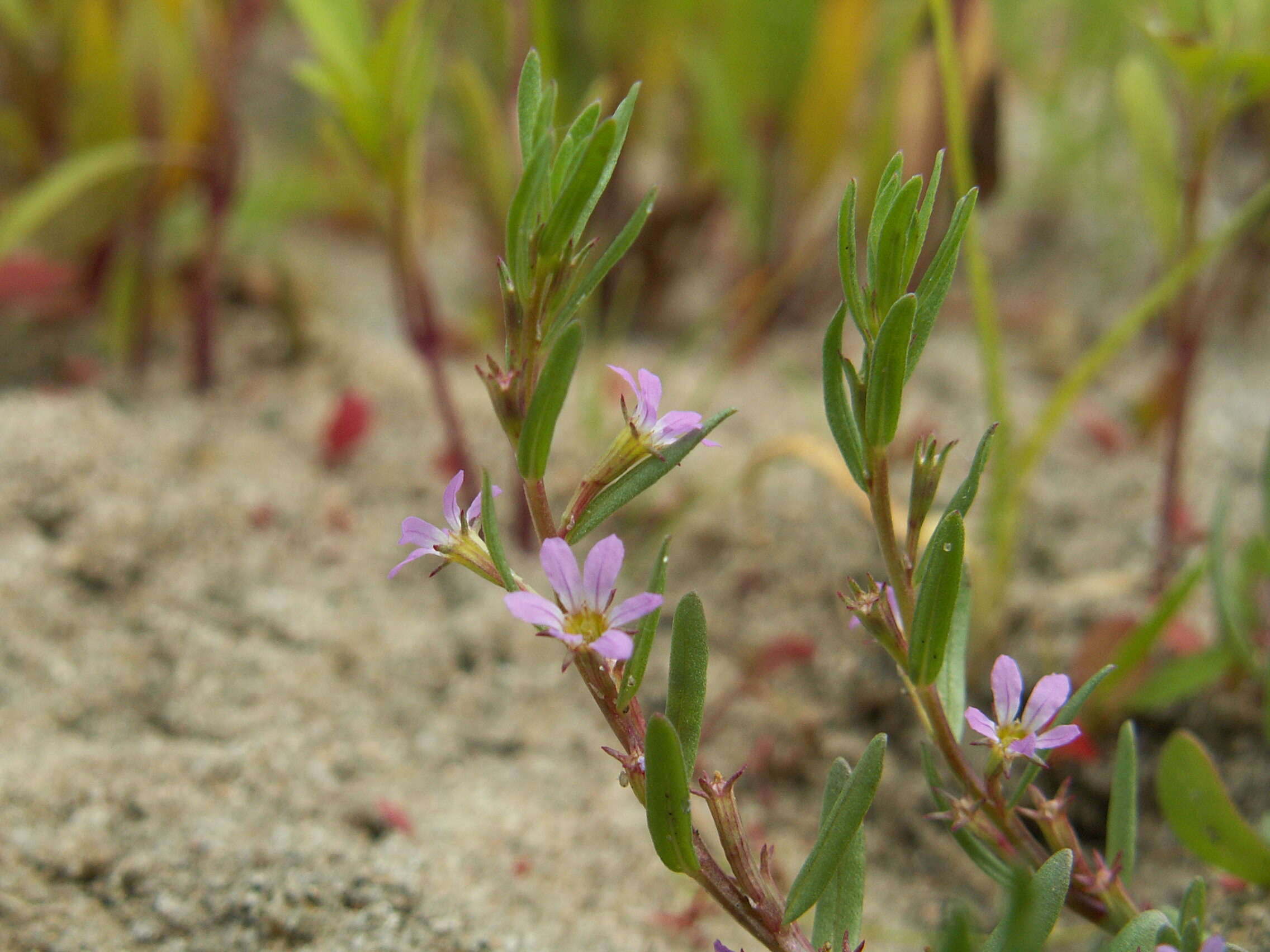 Image of Grass-poly