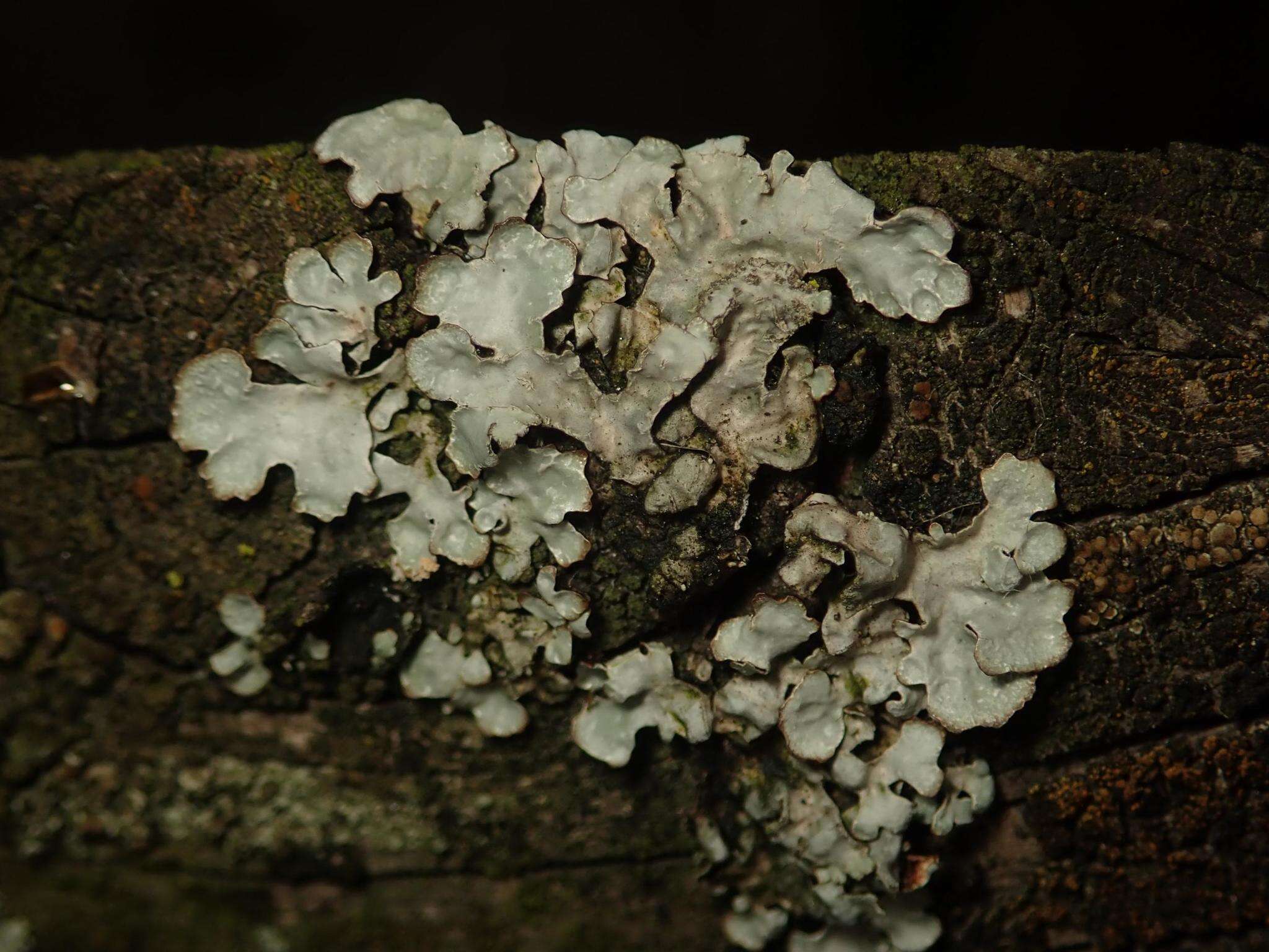 Image of Hammered shield lichen