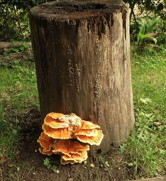 Image de Laetiporus