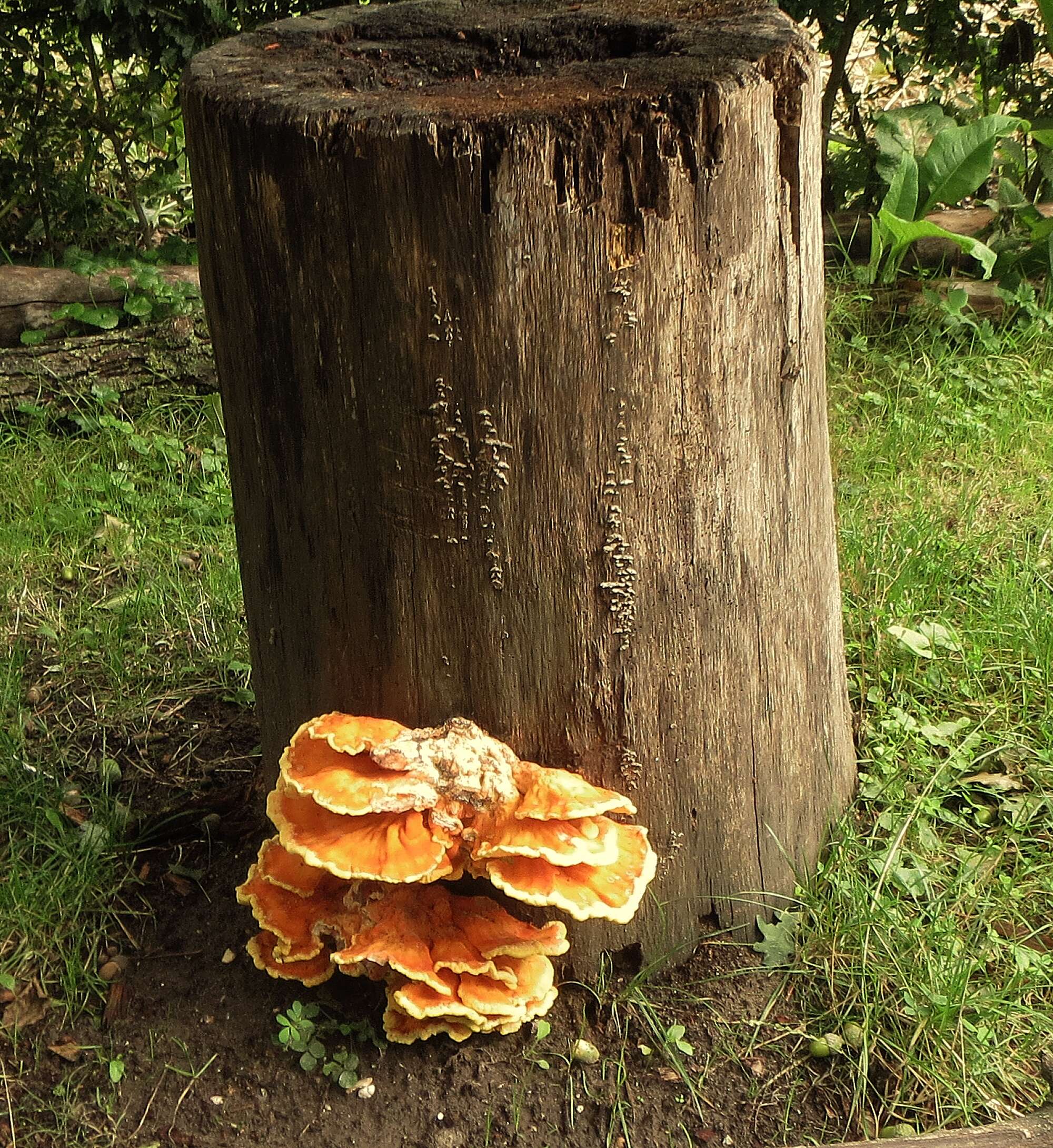 Image of Laetiporus