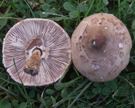 Macrolepiota mastoidea (Fr.) Singer 1951 resmi