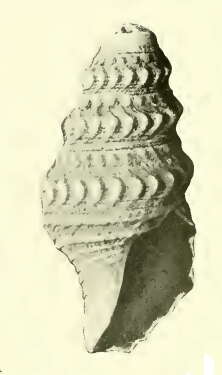 Image of Cryptogemma quentinensis Dall 1919
