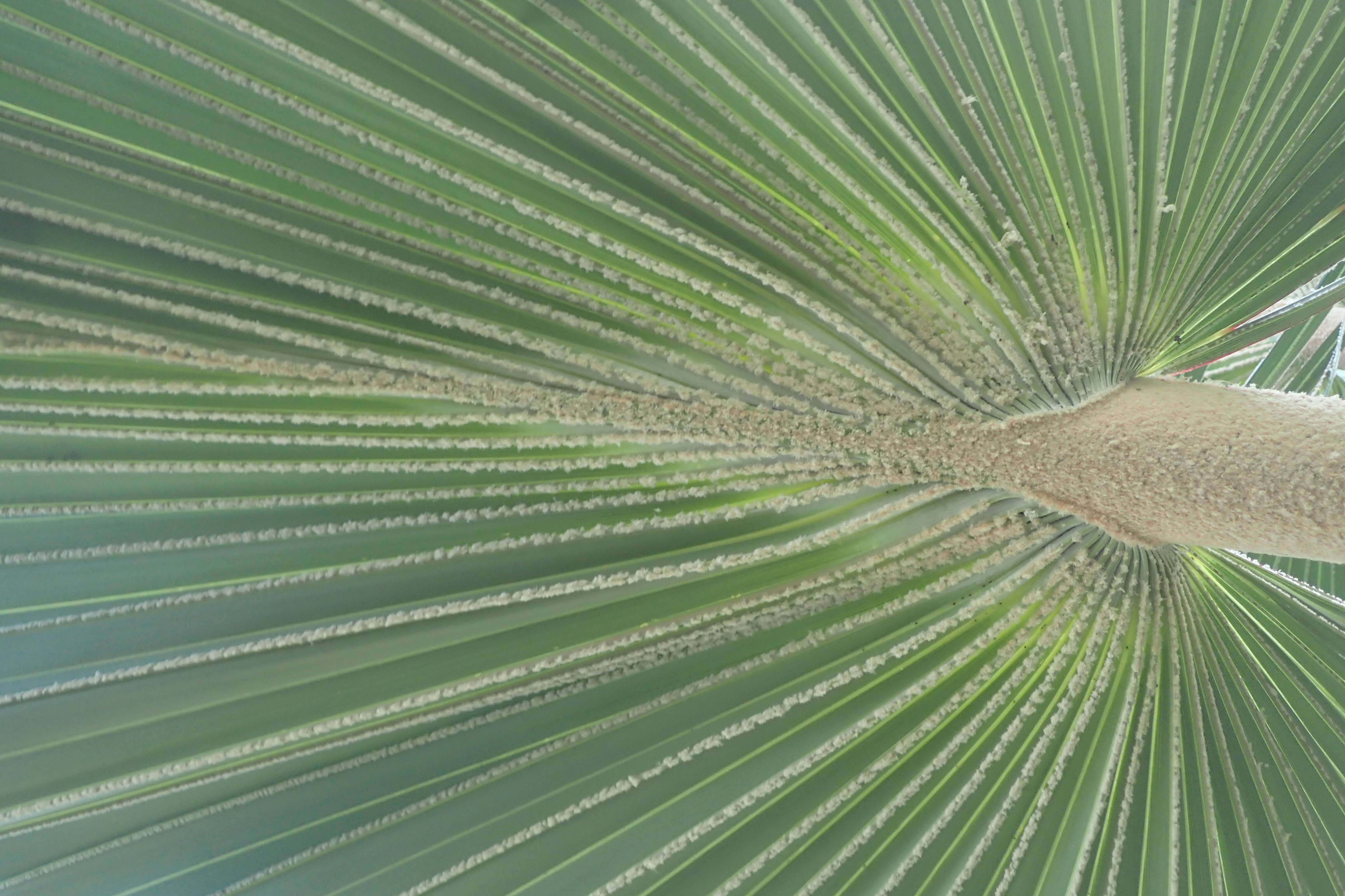 Image de Latanier de la Réunion