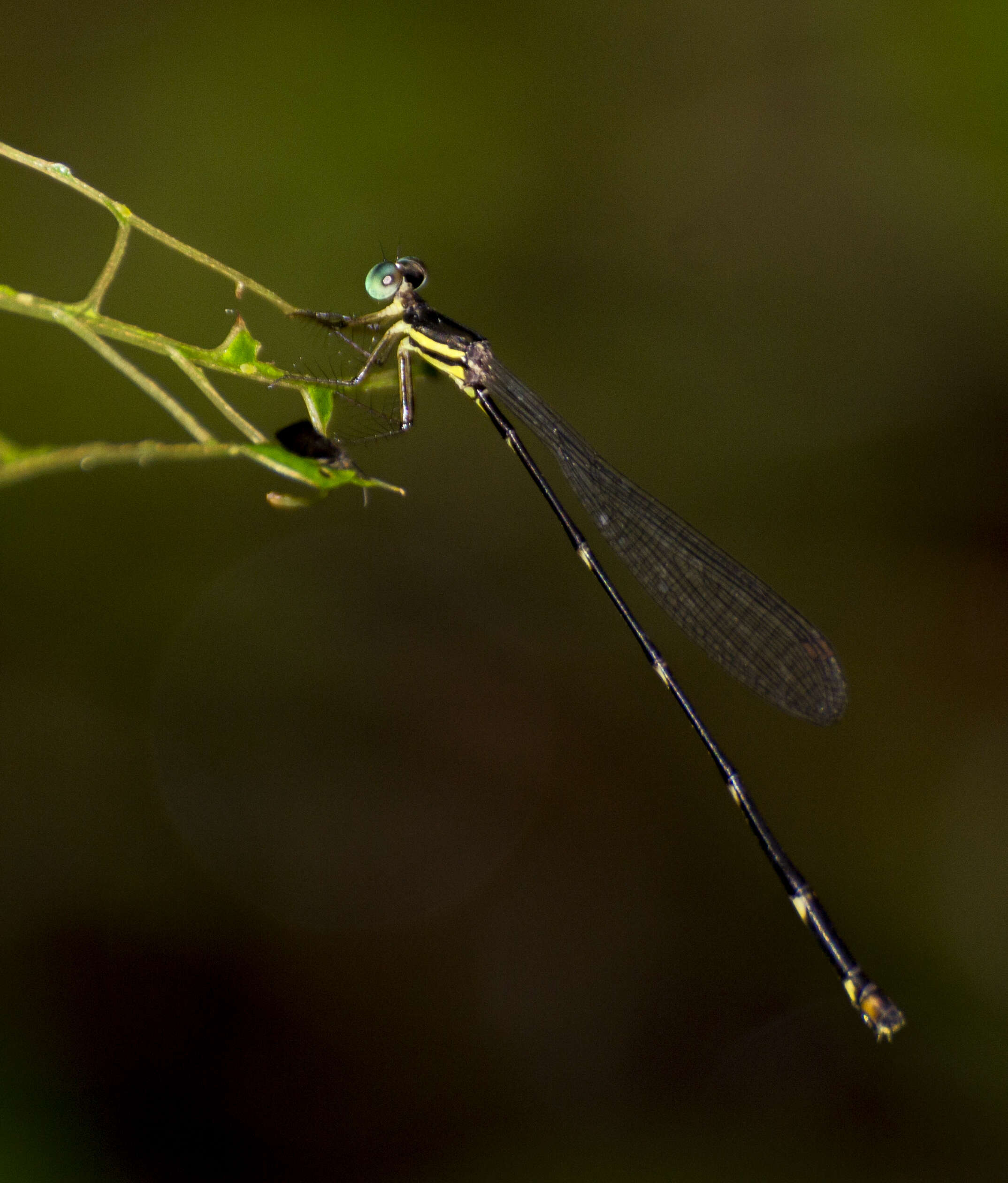 Protosticta sholai resmi