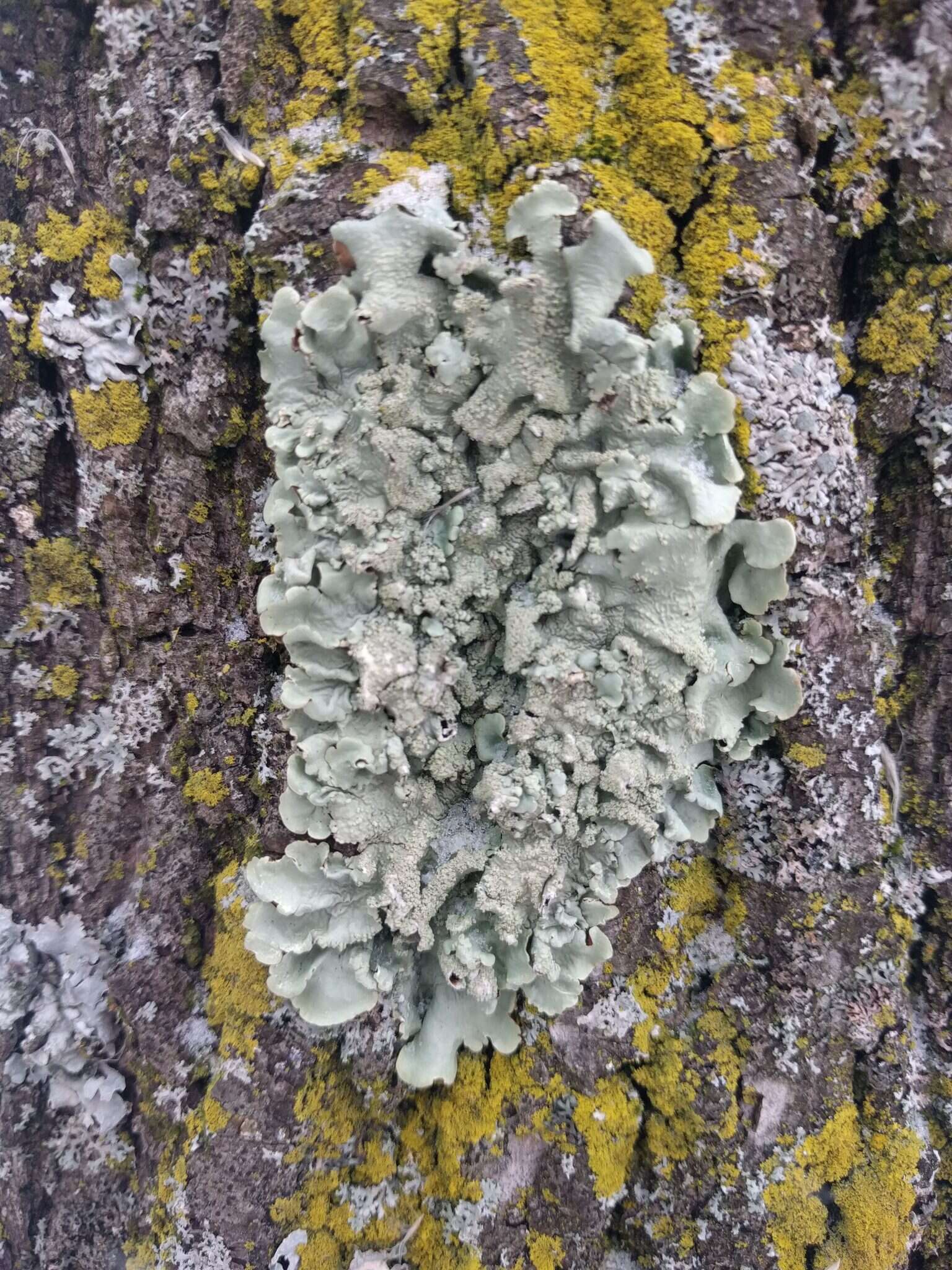 Image of Common greenshield lichen