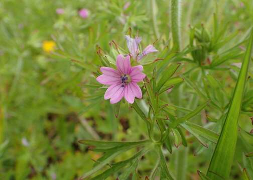 Image of cut-leaved cranesbill