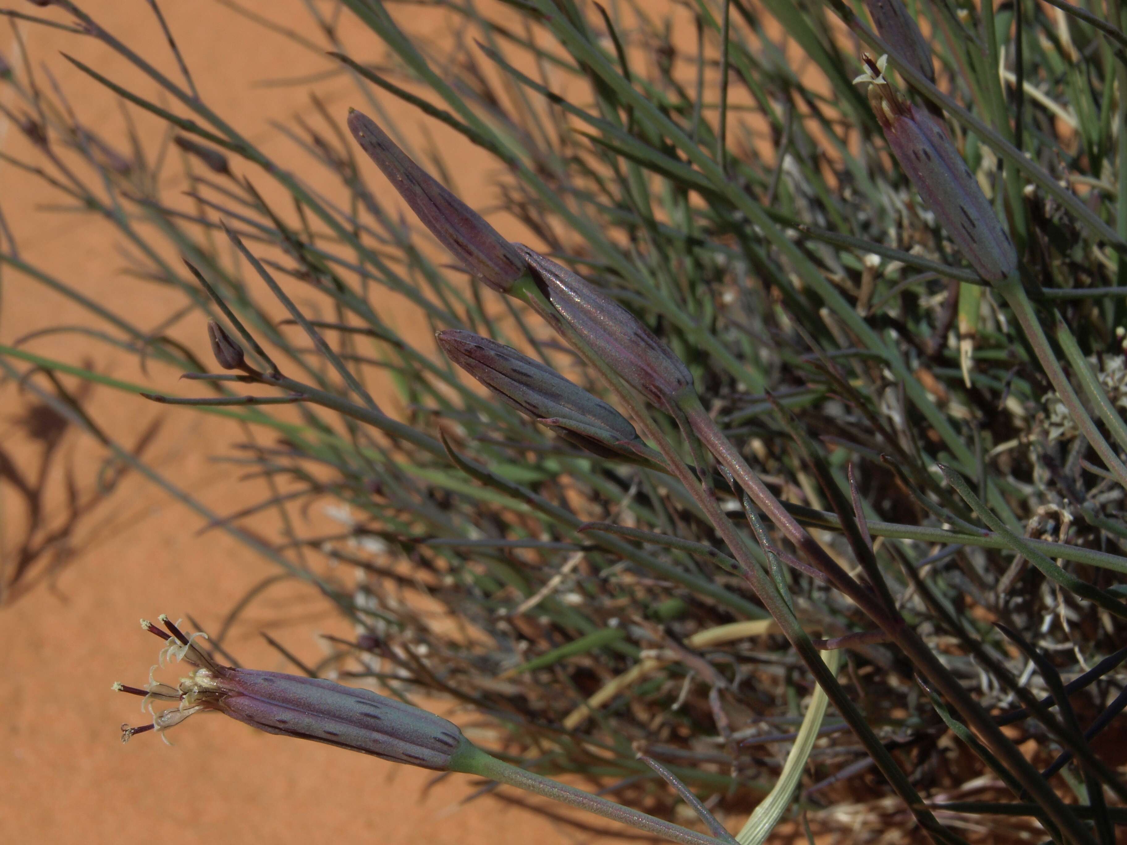 Image of slender poreleaf