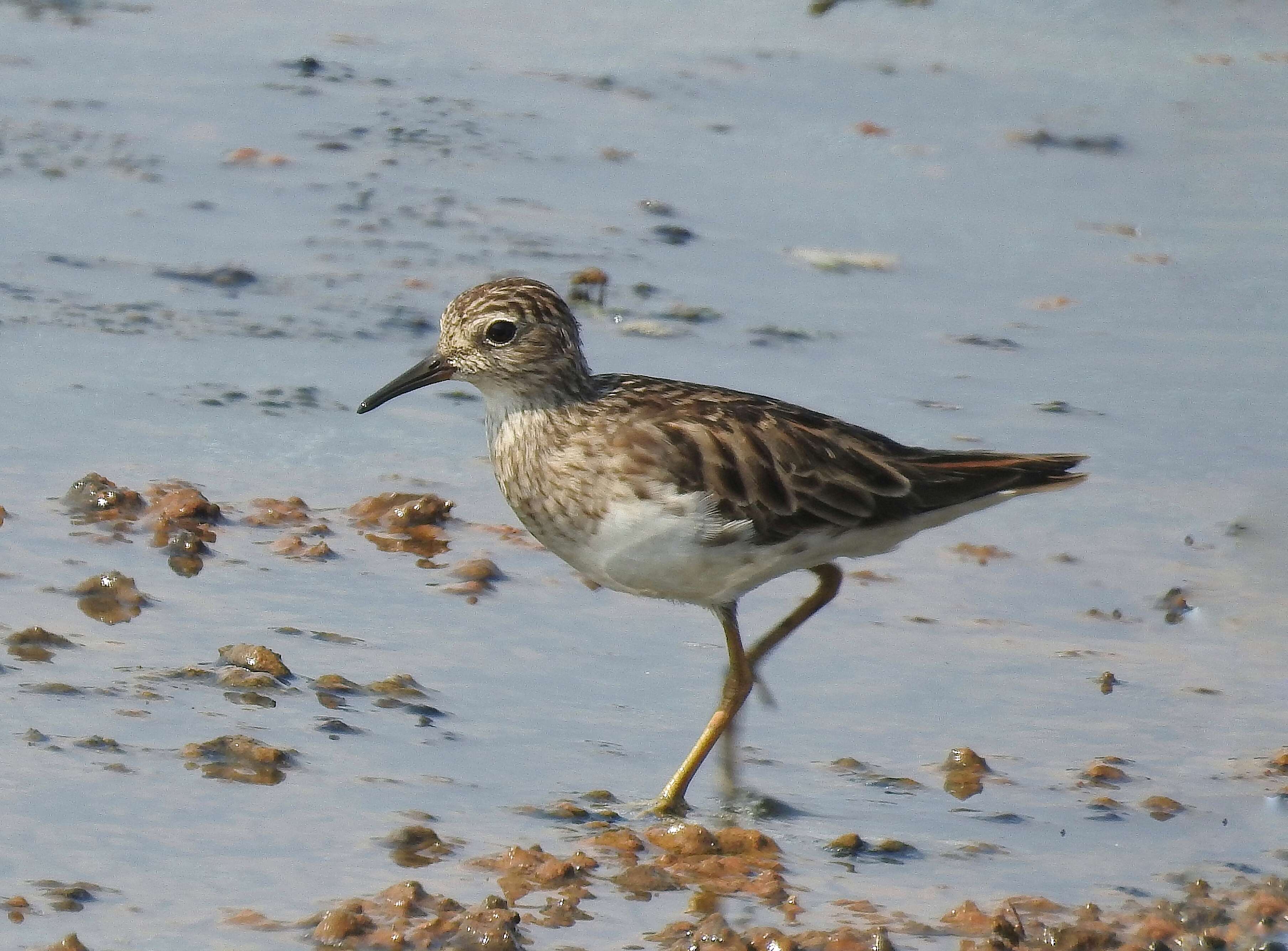 Image of Long-toed Stint