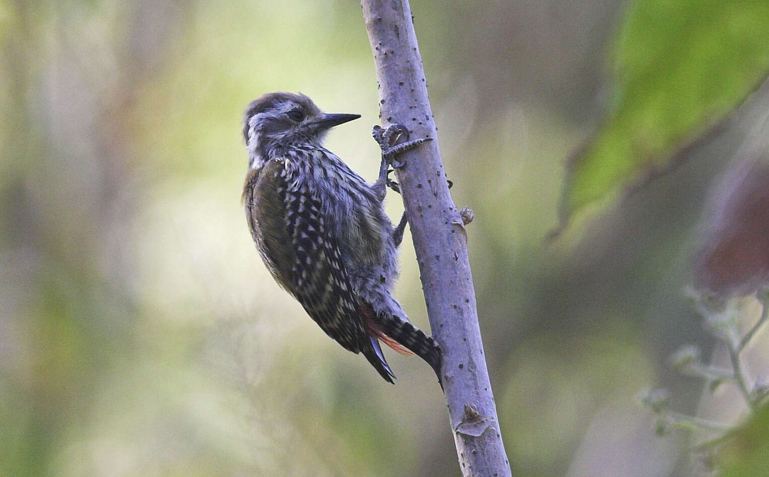 Image of Abyssinian Woodpecker