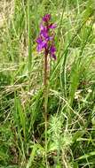 Image of Narrow-leaved marsh-orchid