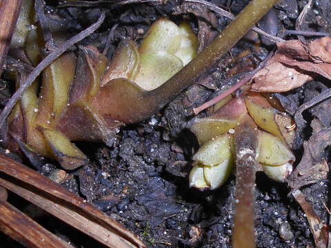 Image of bluntleaf waterleaf