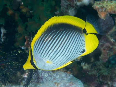 Image of Black-back Butterflyfish