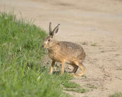 Image of brown hare, european hare