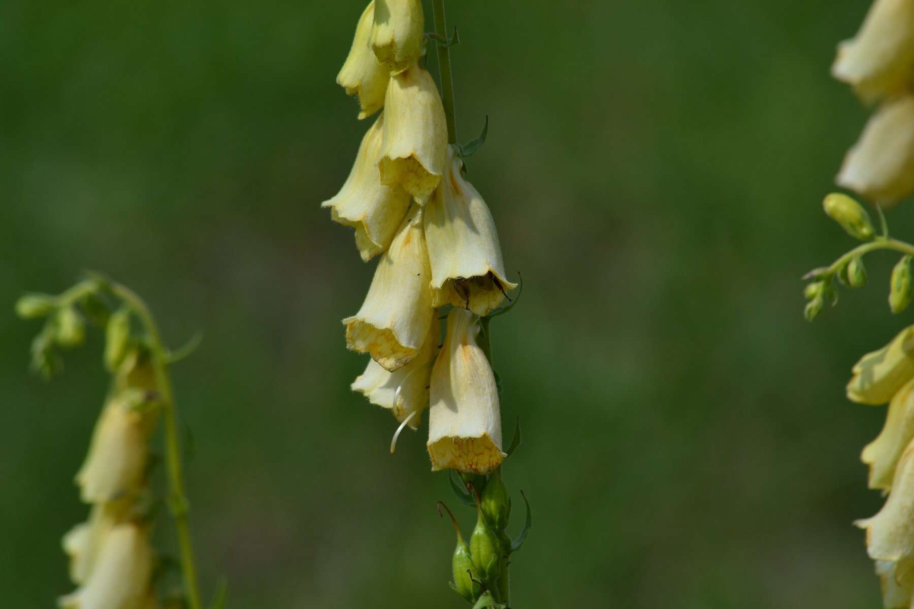 Imagem de Digitalis grandiflora Mill.