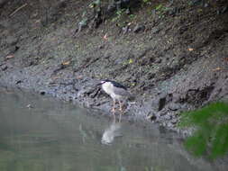 Image of Night Herons