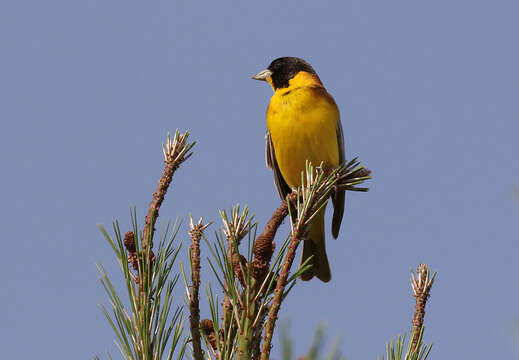 Image of Black-headed Bunting