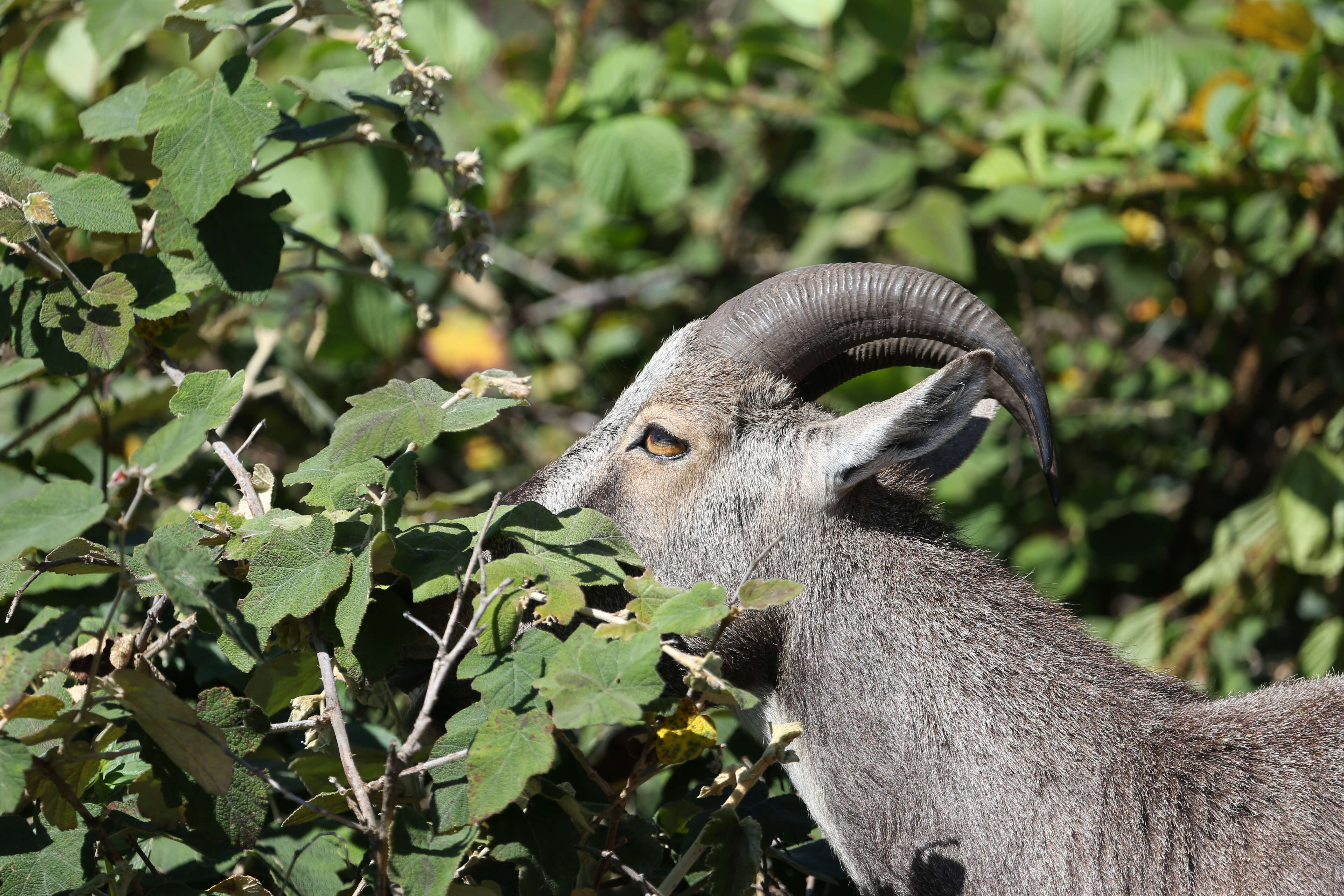 Image of Nilgiritragus Ropiquet & Hassanin 2005