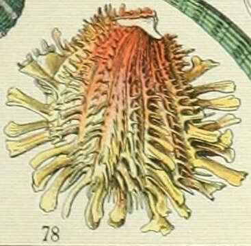 Image of American thorny oyster