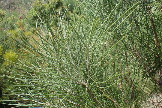 صورة Hakea rhombales F. Müll.