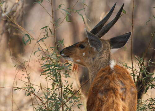 Image of Tragelaphus sylvaticus