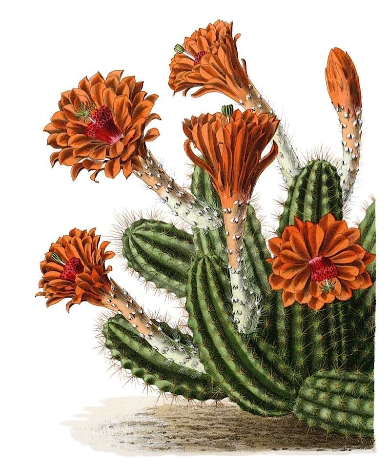 Image of Echinocereus scheeri (Salm-Dyck) Scheer