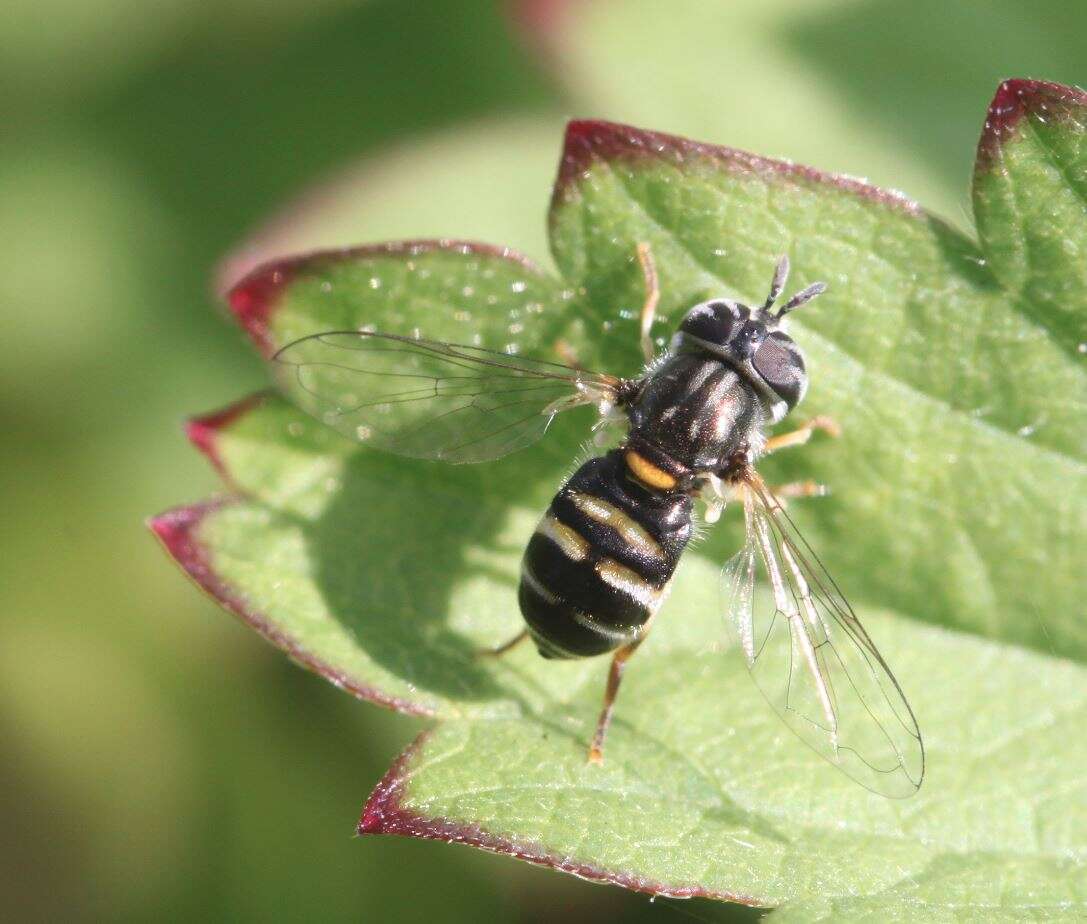 Image of Paragus quadrifasciatus Meigen 1822