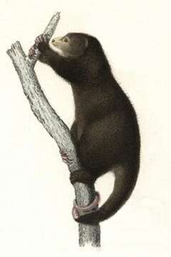 Image of Talaud Bear Cuscus