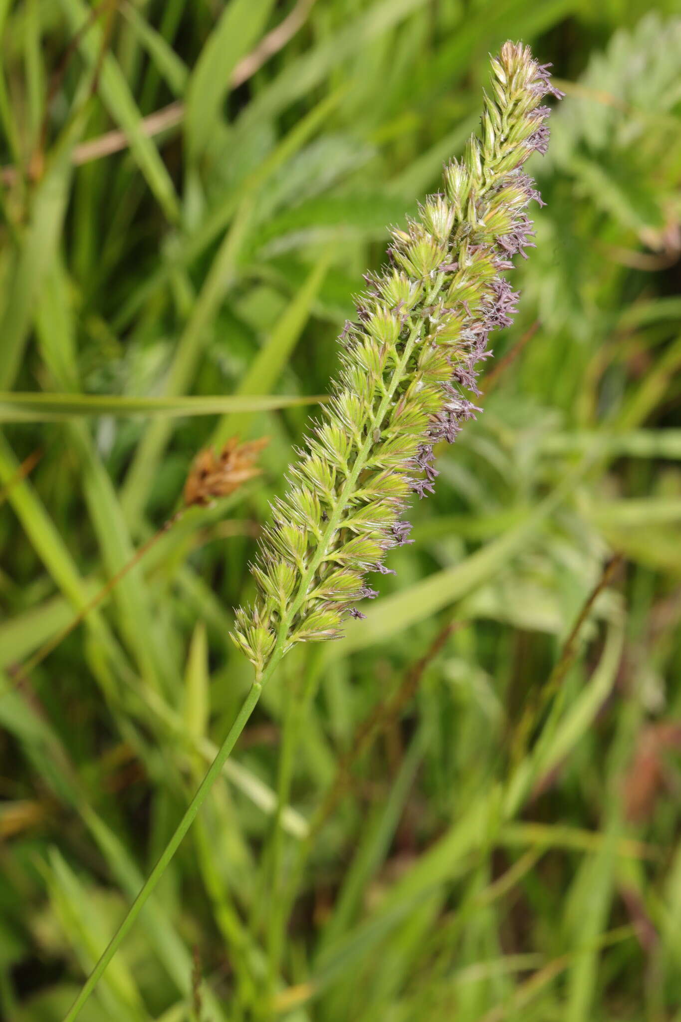 Image of Crested dogstail grass