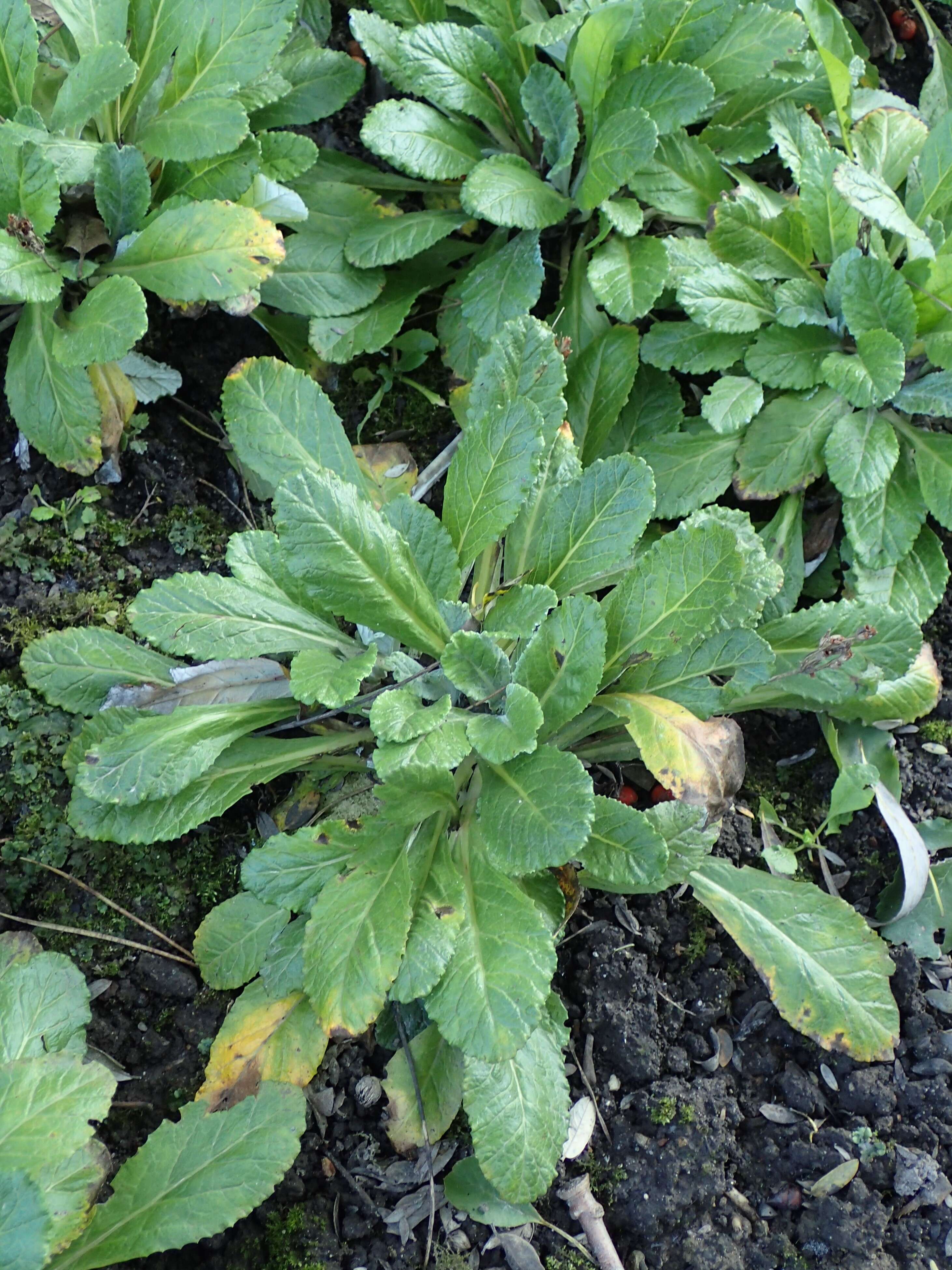 Plancia ëd Primula farinosa L.