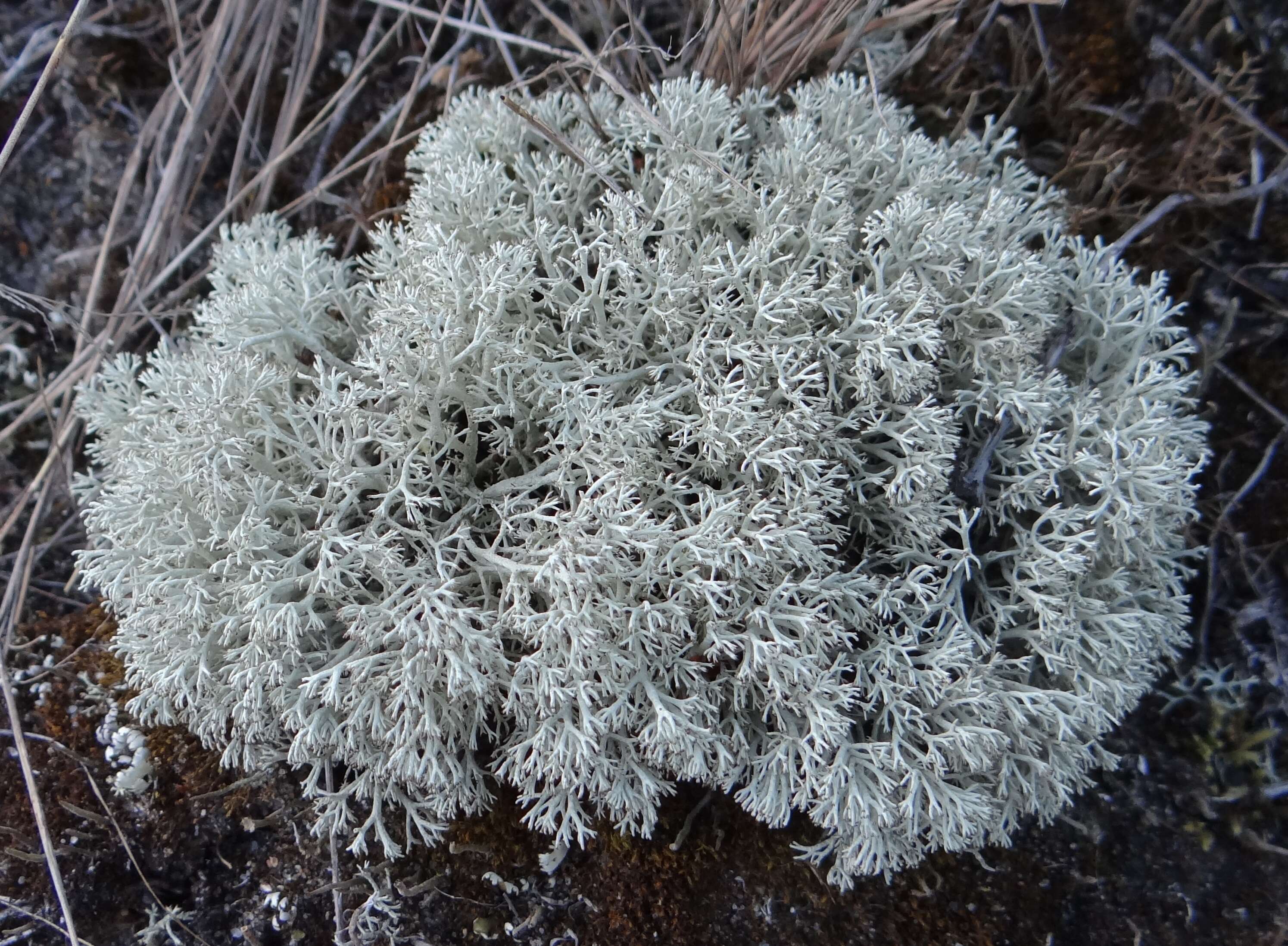 Cladonia arbuscula subsp. mitis (Sandst.) Ruoss resmi