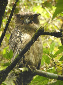 Image of Brown Fish Owl