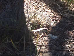 Image of echidnas