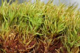 Image of Fragile tortella moss