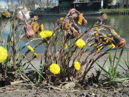 Image of coltsfoot