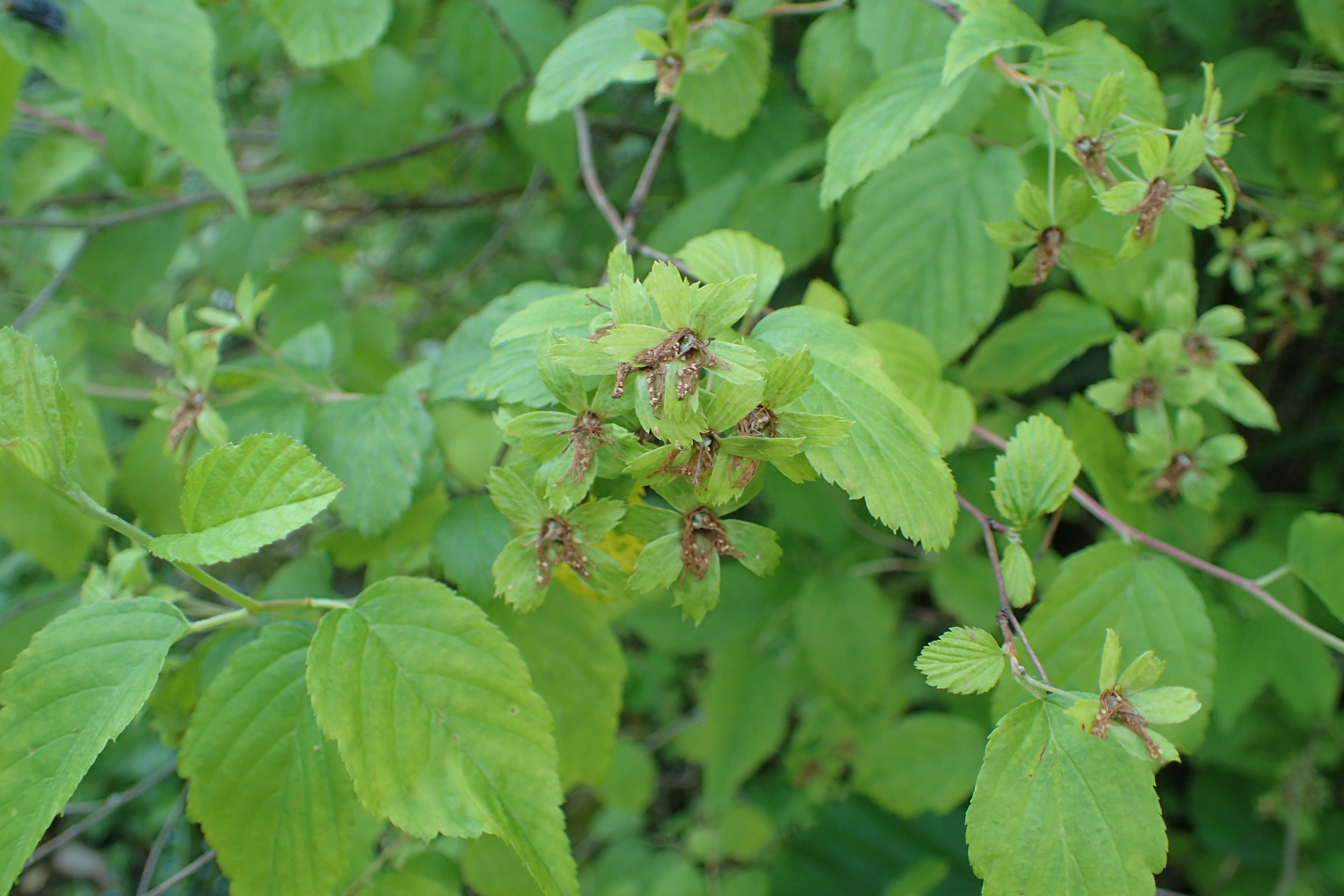 Neviusia alabamensis A. Gray的圖片