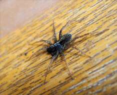 Image of Thinlegged Wolf Spiders