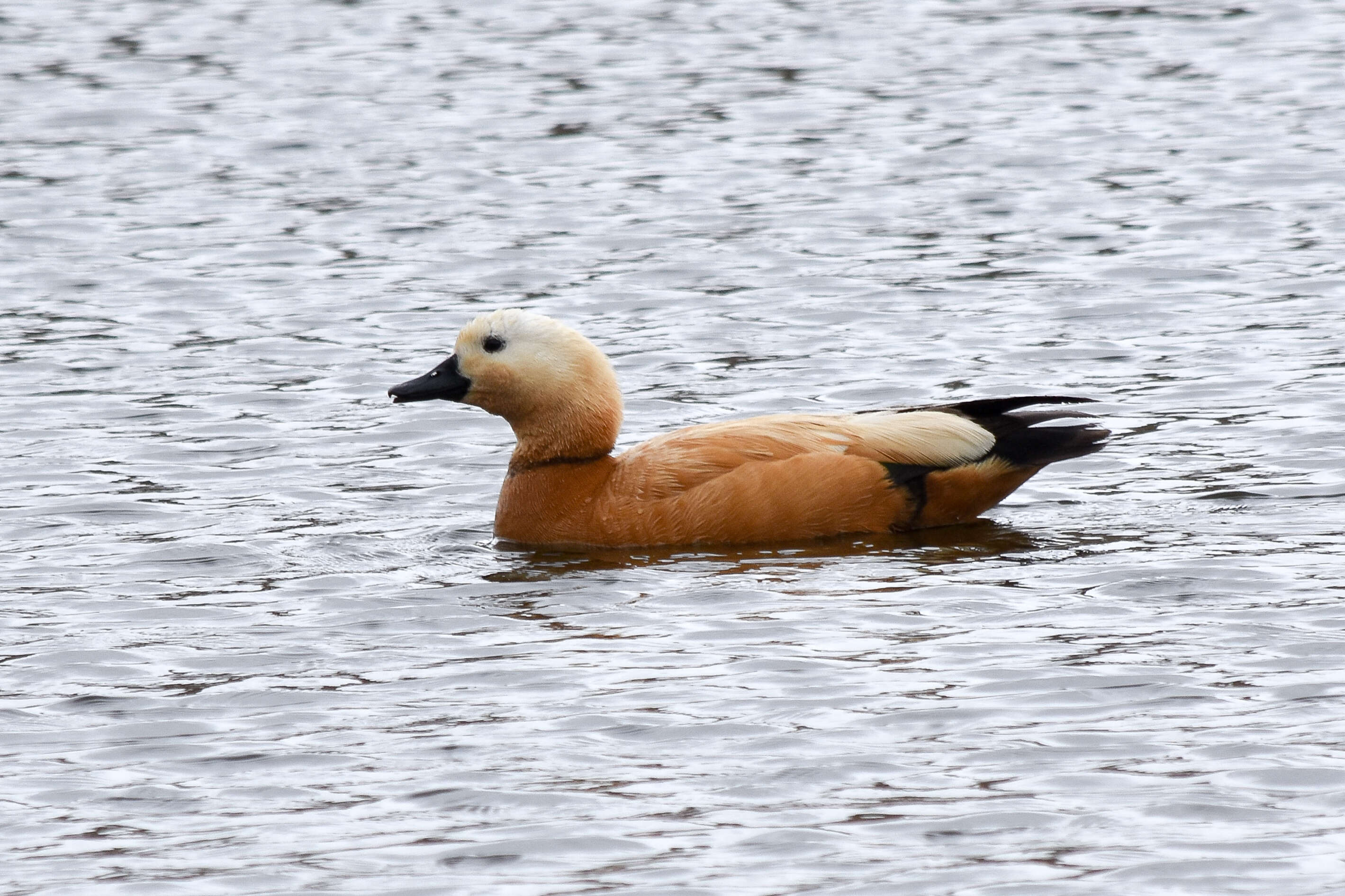 Image of Ruddy Shelduck